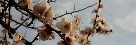 Venus Salon Jonnobi Top