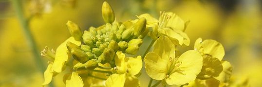 Venus Salon Jonnobi Top